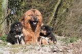DOGUE DU TIBET 504